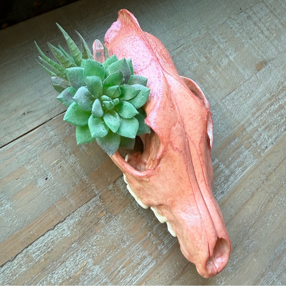 GENUINE COYOTE SKULL DECOR ODDITY - Picture 2 of 5